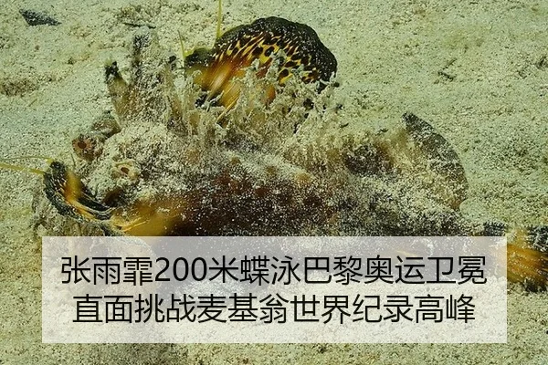 张雨霏200米蝶泳巴黎奥运卫冕 直面挑战麦基翁世界纪录高峰